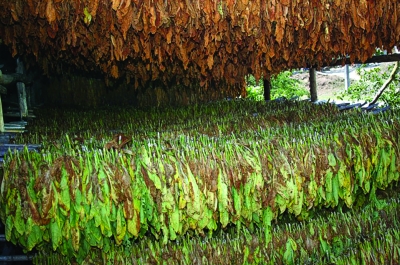 ALTA VIA DEL TABACCO