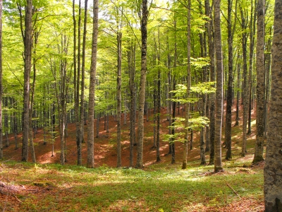 CANSIGLIO TRA NATURA E STORIA